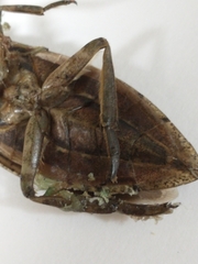 Lethocerus americanus