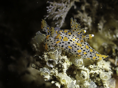 Thecacera pennigera