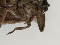 Lethocerus americanus