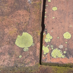 Protoparmeliopsis muralis