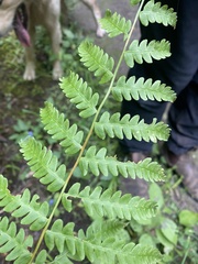 Osmundaceae