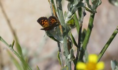 Chrysoritis zonarius