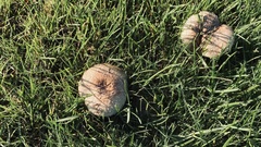 Agaricus bitorquis