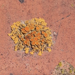 Xanthoria parietina