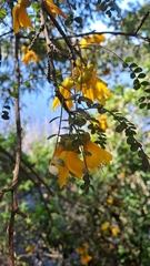 Sophora cassioides