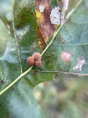 Atrusca carolina
