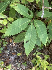Castanea dentata
