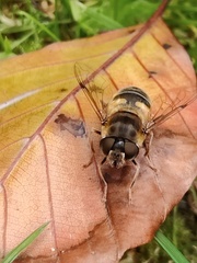 Eristalis horticola