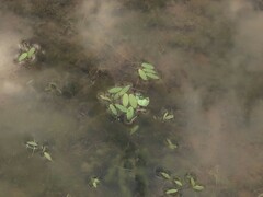 Potamogeton diversifolius