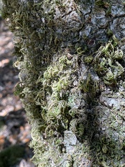Dendroalsia abietina