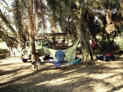 Cocoseae