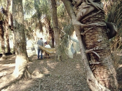 Cocoseae