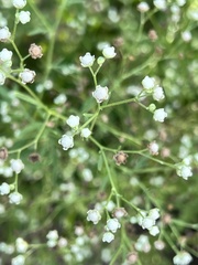 Parthenium