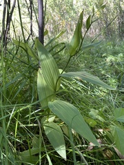 Epipactis gigantea