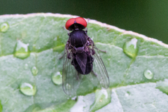 Lindneromyia