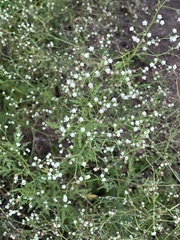Parthenium