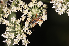 Stenopterus mauritanicus