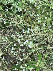 Parthenium