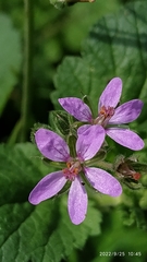 Erodium moschatum