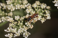 Stenopterus mauritanicus