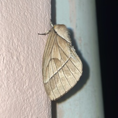 Pseudodirphia obliqua