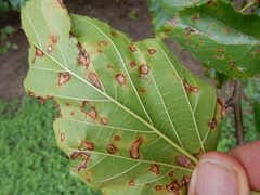 Cercospora moricola