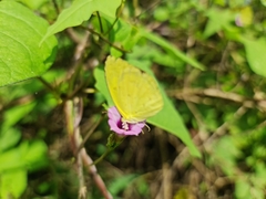 Eurema brigitta