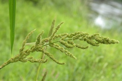 Echinochloa muricata microstachya