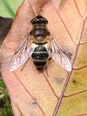 Eristalis horticola