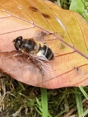 Eristalis horticola
