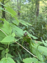Araneus nordmanni
