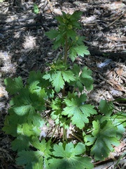 Sanicula crassicaulis
