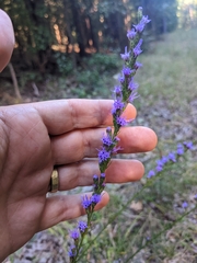 Liatris pilosa