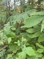 Araneus nordmanni