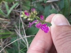 Betonica officinalis
