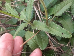 Betonica officinalis