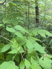 Araneus nordmanni