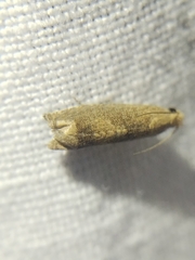 Epiblema strenuana