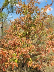 Diospyros mespiliformis