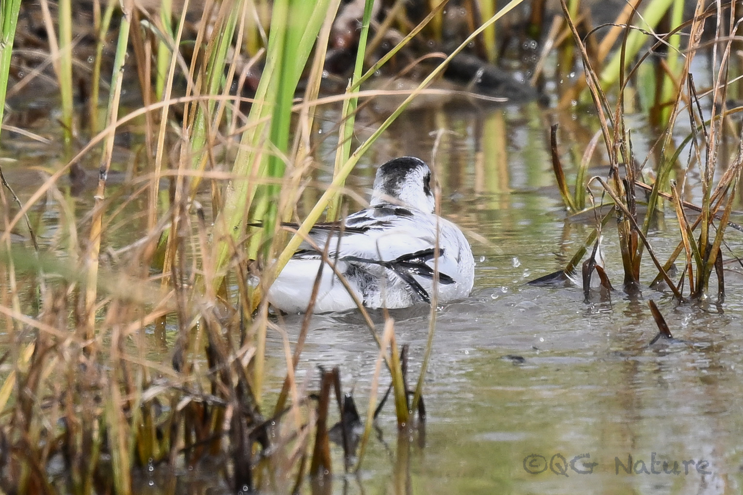 Red-necked Phalarope