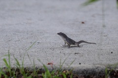 Anolis homolechis