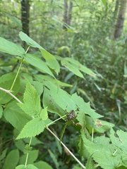 Araneus nordmanni