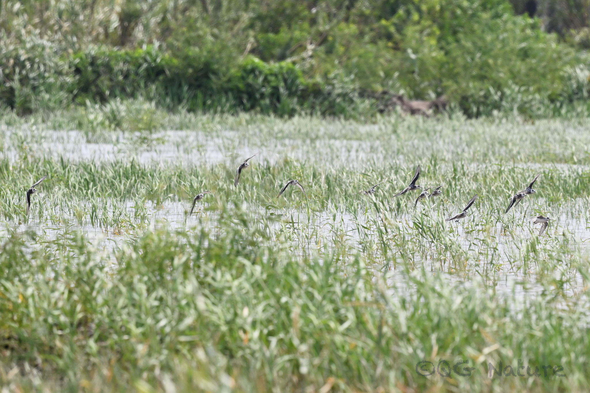 Red-necked Phalarope