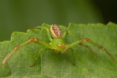 Diaea dorsata