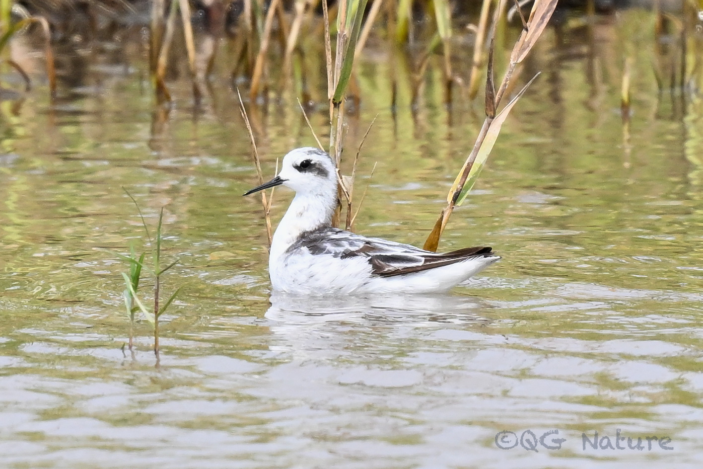Red-necked Phalarope