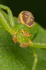 Diaea dorsata