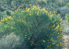 Calobota