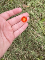 Ipomoea coccinea