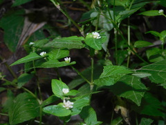 Persicaria nepalensis