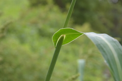 Echinochloa muricata microstachya